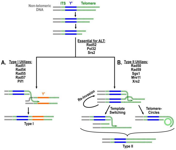 https://cdn.ncbi.nlm.nih.gov/pmc/blobs/949a/10813009/aa95517d3765/biomolecules-14-00113-g001.jpg