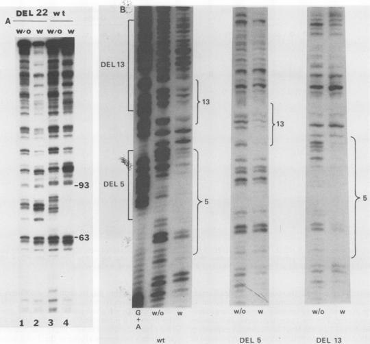 https://cdn.ncbi.nlm.nih.gov/pmc/blobs/949a/363332/6ce536645ea4/molcellb00064-0347-a.jpg