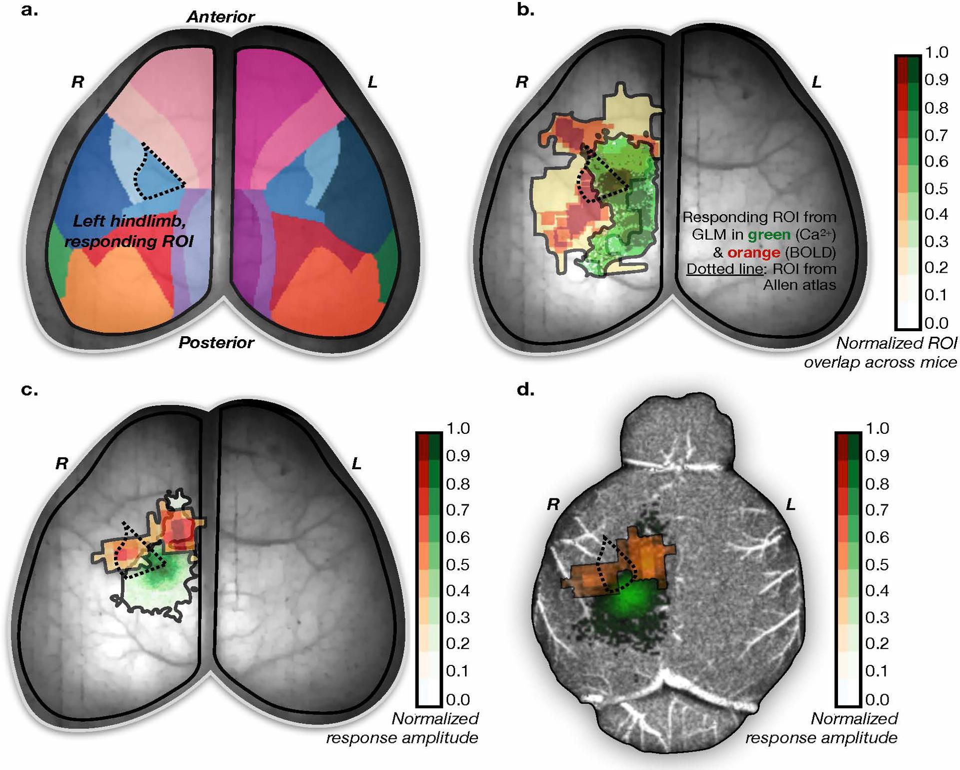https://cdn.ncbi.nlm.nih.gov/pmc/blobs/949b/7704940/0151a11b23b6/nihms-1631388-f0012.jpg