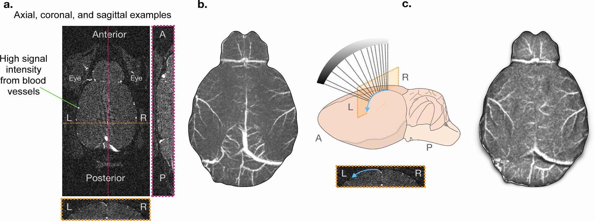 https://cdn.ncbi.nlm.nih.gov/pmc/blobs/949b/7704940/a71e7f6f9eea/nihms-1631388-f0010.jpg