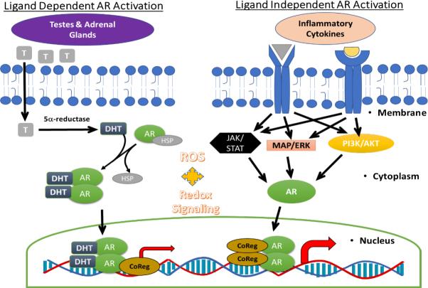 https://cdn.ncbi.nlm.nih.gov/pmc/blobs/949d/9019181/3794c82392c8/cdr-4-96.fig.2.jpg