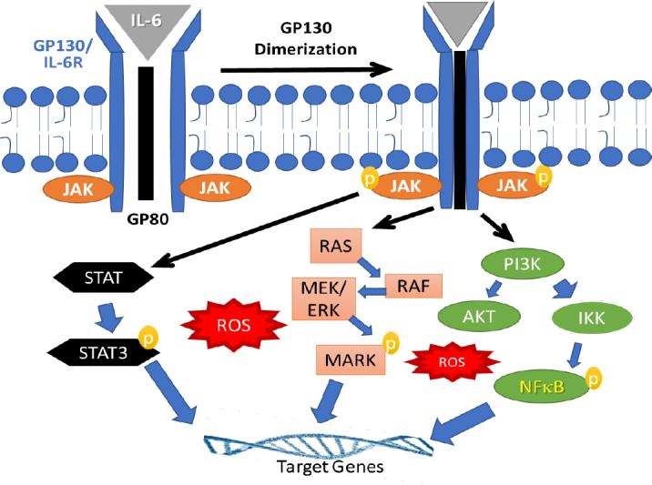 https://cdn.ncbi.nlm.nih.gov/pmc/blobs/949d/9019181/d5edcd758c01/cdr-4-96.fig.3.jpg