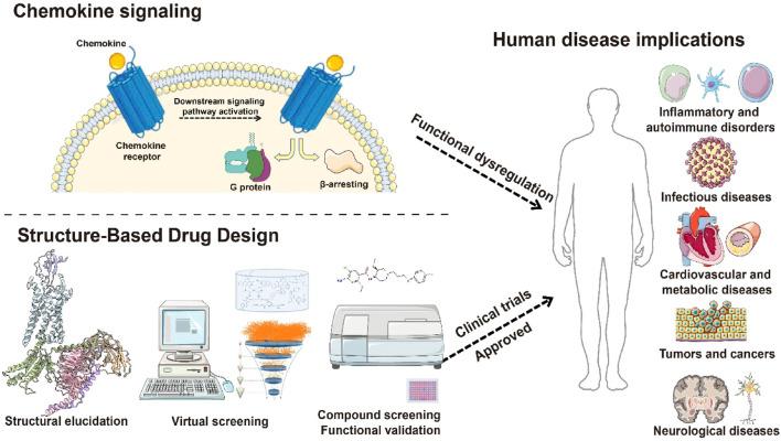 https://cdn.ncbi.nlm.nih.gov/pmc/blobs/94a0/12183272/139c1a392a31/fphar-16-1603950-g001.jpg