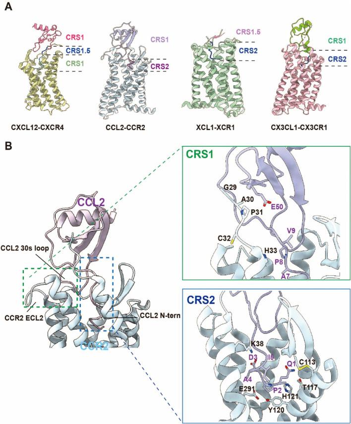 https://cdn.ncbi.nlm.nih.gov/pmc/blobs/94a0/12183272/6591cc71bd7f/fphar-16-1603950-g004.jpg