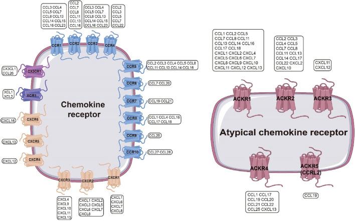 https://cdn.ncbi.nlm.nih.gov/pmc/blobs/94a0/12183272/b31022e25452/fphar-16-1603950-g002.jpg