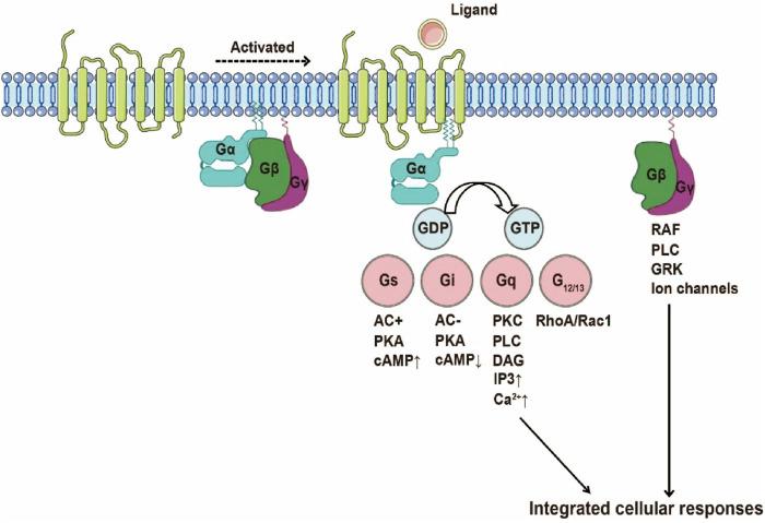 https://cdn.ncbi.nlm.nih.gov/pmc/blobs/94a0/12183272/be1e059ce44c/fphar-16-1603950-g003.jpg