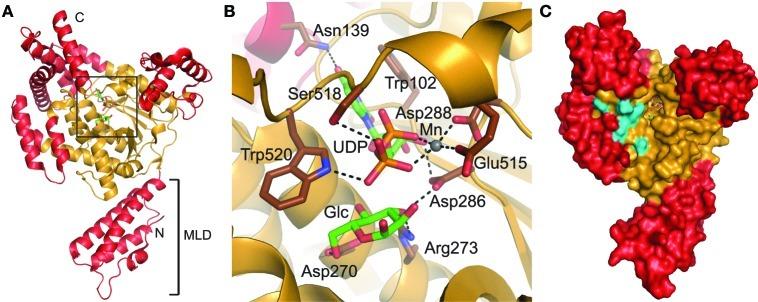 https://cdn.ncbi.nlm.nih.gov/pmc/blobs/94a0/3417631/957738474fbf/fcimb-02-00028-g0005.jpg