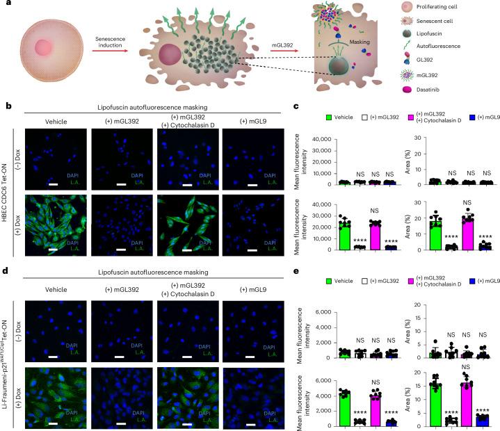 https://cdn.ncbi.nlm.nih.gov/pmc/blobs/94a2/11754095/acd40e425762/43587_2024_747_Fig2_HTML.jpg