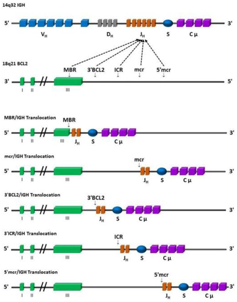 https://cdn.ncbi.nlm.nih.gov/pmc/blobs/94a2/5224815/8ff0a05bea49/mjhid-9-1-e2017010f1.jpg