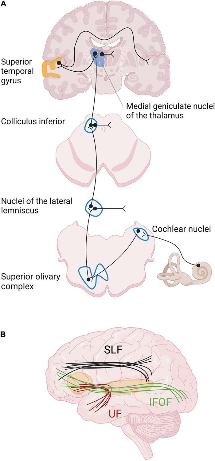 https://cdn.ncbi.nlm.nih.gov/pmc/blobs/94a2/8995770/a40fbbdbf3d0/fnins-16-850245-g002.jpg