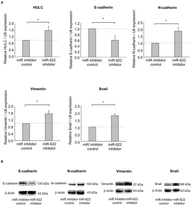 https://cdn.ncbi.nlm.nih.gov/pmc/blobs/94a3/7324724/50188f16f535/fonc-10-01013-g0004.jpg