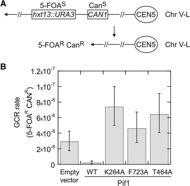 https://cdn.ncbi.nlm.nih.gov/pmc/blobs/94a5/11194084/5f5f0fb6297c/gkae403fig5.jpg