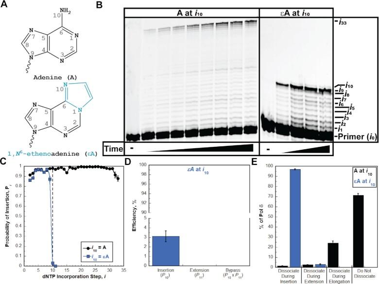 https://cdn.ncbi.nlm.nih.gov/pmc/blobs/94ab/9508823/a6580be1a1dd/gkac745fig9.jpg
