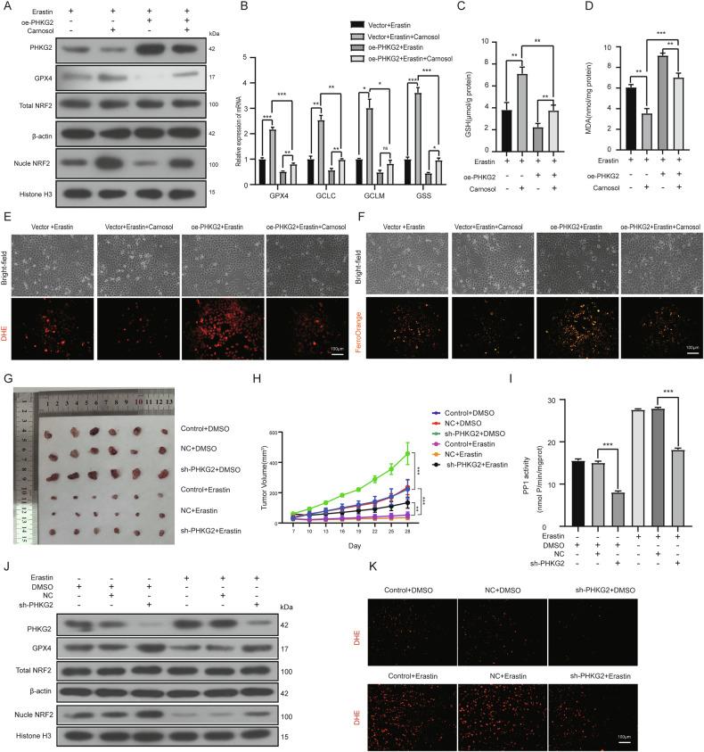 https://cdn.ncbi.nlm.nih.gov/pmc/blobs/94b1/12398534/0f902aeef8f7/41419_2025_7985_Fig5_HTML.jpg