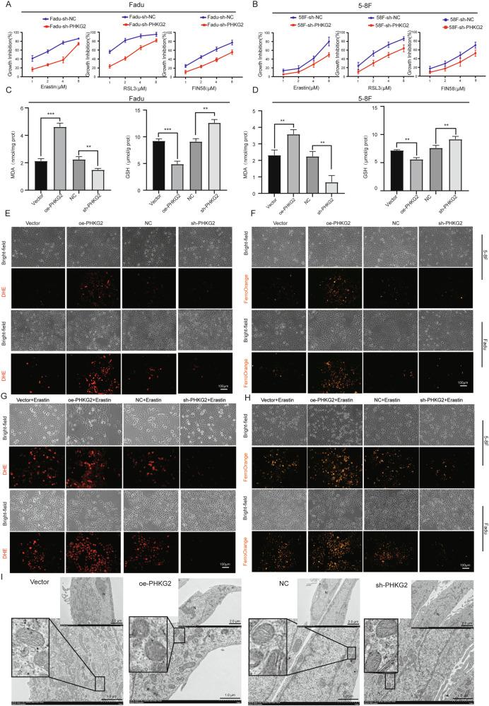 https://cdn.ncbi.nlm.nih.gov/pmc/blobs/94b1/12398534/1995f8b69452/41419_2025_7985_Fig2_HTML.jpg