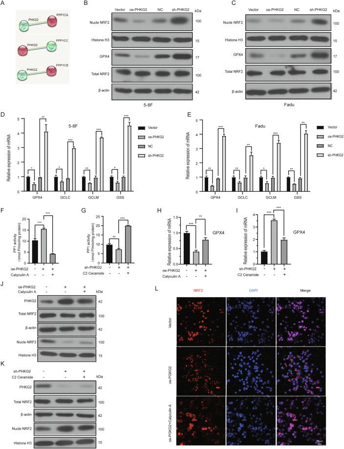 https://cdn.ncbi.nlm.nih.gov/pmc/blobs/94b1/12398534/3ab98eeceefc/41419_2025_7985_Fig4_HTML.jpg
