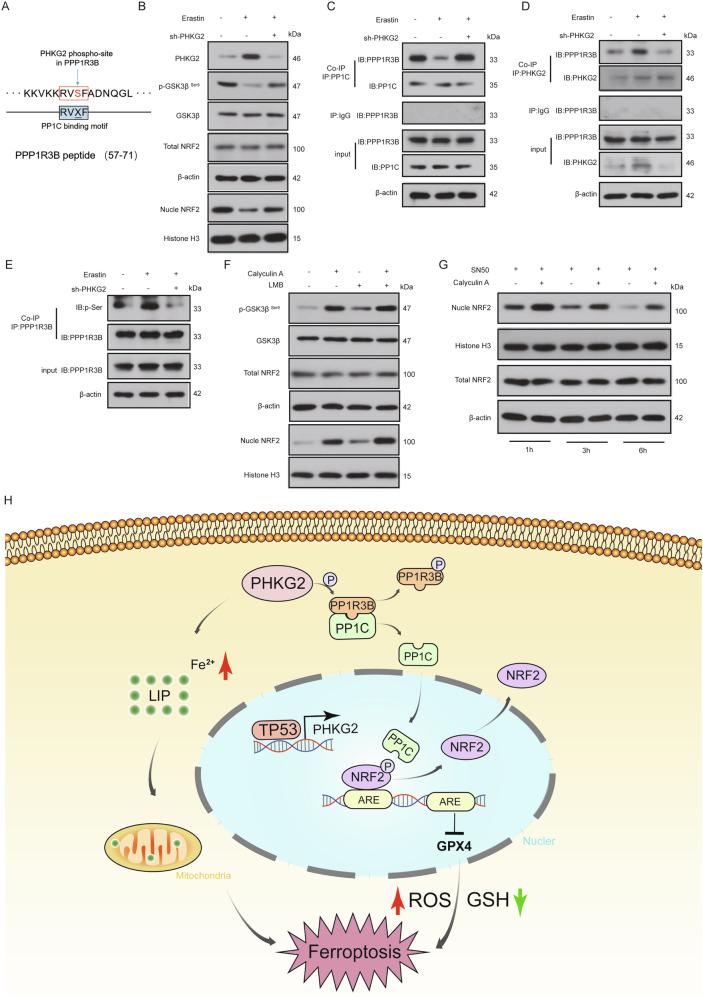 https://cdn.ncbi.nlm.nih.gov/pmc/blobs/94b1/12398534/549d58880828/41419_2025_7985_Fig6_HTML.jpg