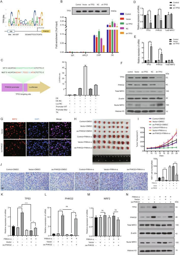 https://cdn.ncbi.nlm.nih.gov/pmc/blobs/94b1/12398534/5d0f7ba2ed71/41419_2025_7985_Fig3_HTML.jpg