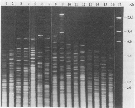 https://cdn.ncbi.nlm.nih.gov/pmc/blobs/94b2/262745/b5470917114b/jcm00014-0096-a.jpg