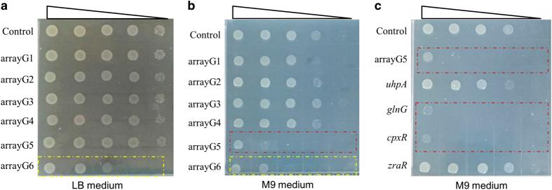https://cdn.ncbi.nlm.nih.gov/pmc/blobs/94b2/5460296/104d51c53329/celldisc201718-f5.jpg