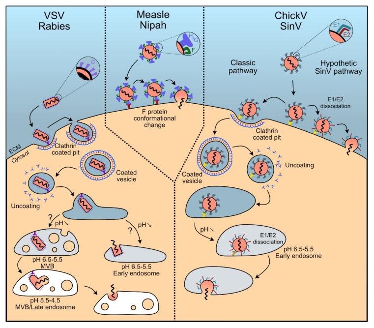 https://cdn.ncbi.nlm.nih.gov/pmc/blobs/94b2/7697029/668582e9d014/viruses-12-01311-g004.jpg
