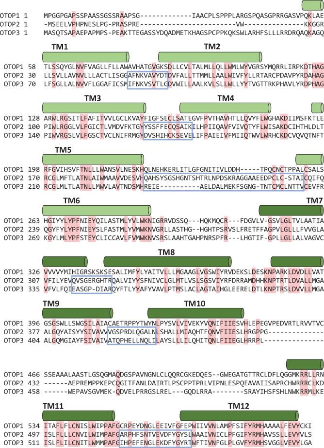 https://cdn.ncbi.nlm.nih.gov/pmc/blobs/94b4/9348849/599d4cdc9f0b/elife-77946-fig6-figsupp1.jpg