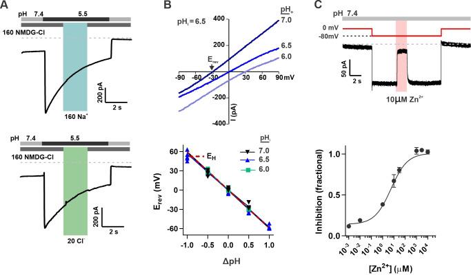 https://cdn.ncbi.nlm.nih.gov/pmc/blobs/94b4/9348849/e9aa4d958489/elife-77946-fig2.jpg