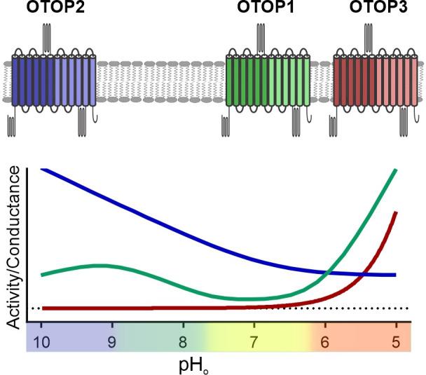 https://cdn.ncbi.nlm.nih.gov/pmc/blobs/94b4/9348849/fd56dfaad58c/elife-77946-fig9.jpg