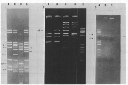 https://cdn.ncbi.nlm.nih.gov/pmc/blobs/94b6/221420/26bced4892af/jbacter00251-0377-a.jpg