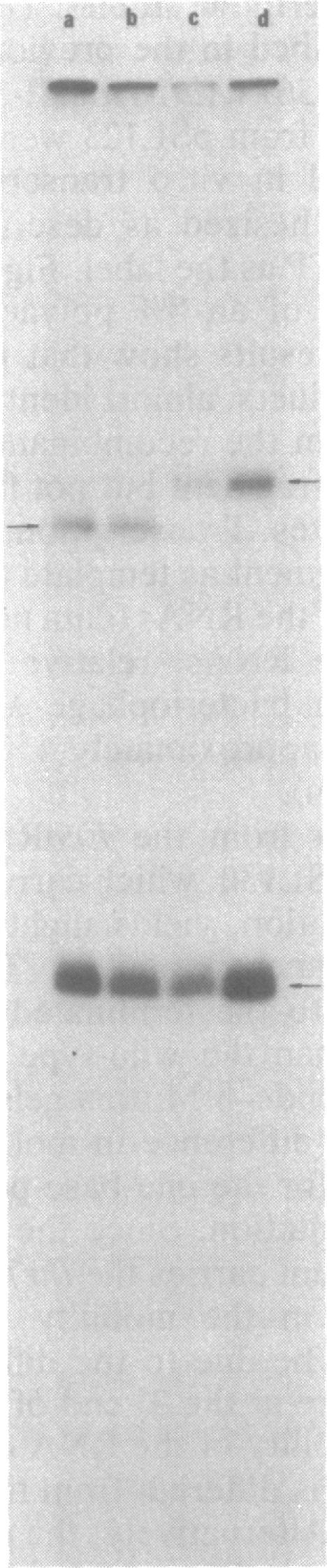 https://cdn.ncbi.nlm.nih.gov/pmc/blobs/94b6/221420/4244f81dcfb5/jbacter00251-0380-b.jpg
