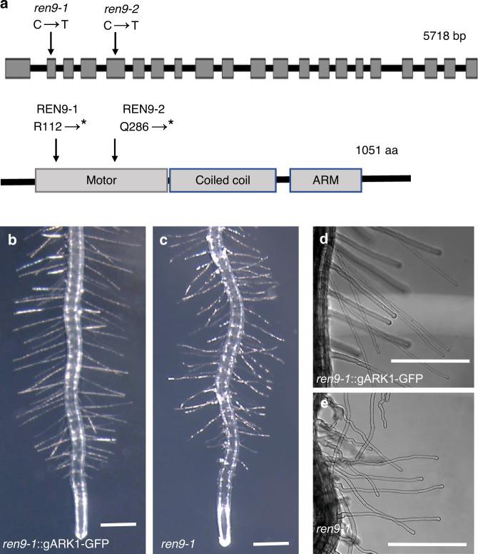 https://cdn.ncbi.nlm.nih.gov/pmc/blobs/94b9/7606470/fbf1d7129a57/41467_2020_19343_Fig3_HTML.jpg