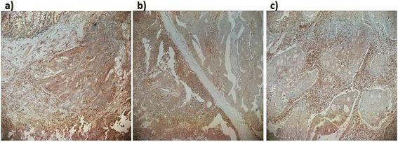 https://cdn.ncbi.nlm.nih.gov/pmc/blobs/94ba/4336735/781b7c12af4f/12957_2015_456_Fig1_HTML.jpg