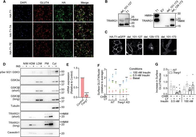 https://cdn.ncbi.nlm.nih.gov/pmc/blobs/94bf/9284383/8df9c16e75c7/BCJ-479-1237-g0005.jpg
