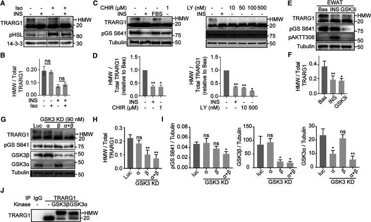 https://cdn.ncbi.nlm.nih.gov/pmc/blobs/94bf/9284383/d6edf44eced5/BCJ-479-1237-g0003.jpg