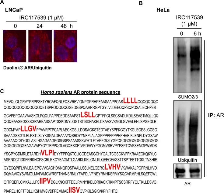 https://cdn.ncbi.nlm.nih.gov/pmc/blobs/94c0/6703138/66b4a5ab947d/LSA-2018-00213_FigS3.jpg
