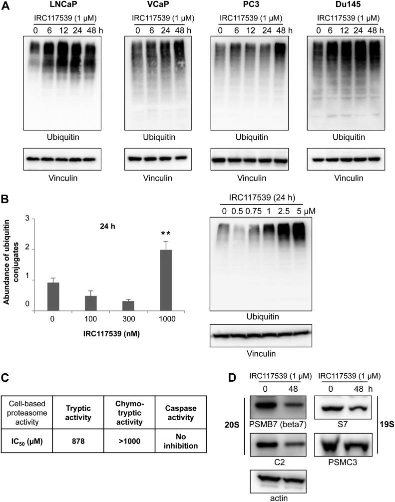 https://cdn.ncbi.nlm.nih.gov/pmc/blobs/94c0/6703138/d5e30f34cfef/LSA-2018-00213_Fig4.jpg