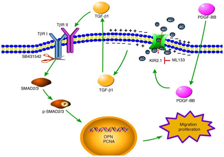 https://cdn.ncbi.nlm.nih.gov/pmc/blobs/94c2/9354699/6e9488a07c9f/IJMM-50-3-05175-g06.jpg