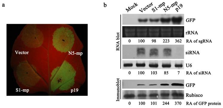 https://cdn.ncbi.nlm.nih.gov/pmc/blobs/94c7/9861833/1aa2ee113fc4/viruses-15-00157-g005.jpg