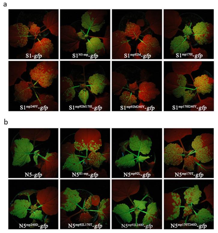 https://cdn.ncbi.nlm.nih.gov/pmc/blobs/94c7/9861833/d0996d31433b/viruses-15-00157-g006.jpg