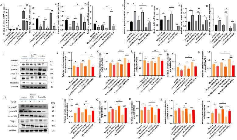 https://cdn.ncbi.nlm.nih.gov/pmc/blobs/94c8/12021625/5c3851aa83a1/fonc-15-1562976-g006.jpg