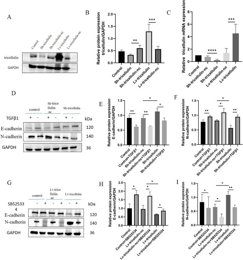https://cdn.ncbi.nlm.nih.gov/pmc/blobs/94c8/12021625/8fd553b84615/fonc-15-1562976-g003.jpg