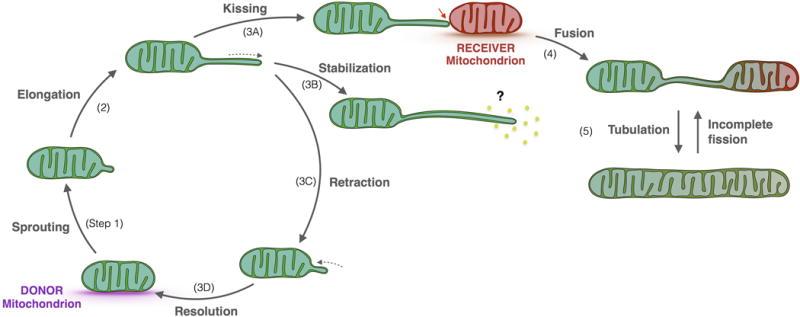 https://cdn.ncbi.nlm.nih.gov/pmc/blobs/94c8/5749270/8608750b9271/nihms903147f3.jpg