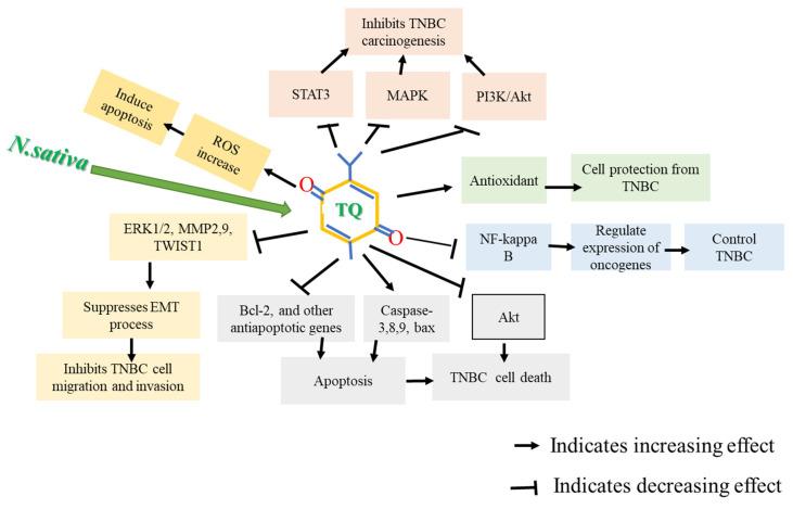 https://cdn.ncbi.nlm.nih.gov/pmc/blobs/94cd/8746460/47e735c3254f/nutrients-14-00079-g002.jpg