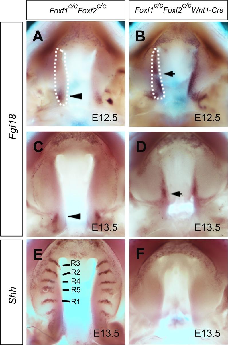 https://cdn.ncbi.nlm.nih.gov/pmc/blobs/94d5/4712829/4a1ad6df2326/pgen.1005769.g007.jpg