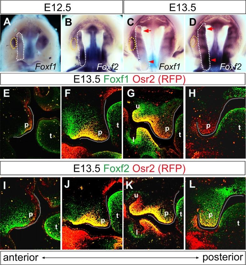 https://cdn.ncbi.nlm.nih.gov/pmc/blobs/94d5/4712829/ad05dc5c6d12/pgen.1005769.g006.jpg