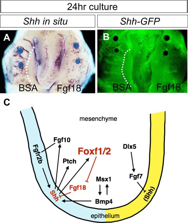 https://cdn.ncbi.nlm.nih.gov/pmc/blobs/94d5/4712829/c6e7bf8d344a/pgen.1005769.g008.jpg