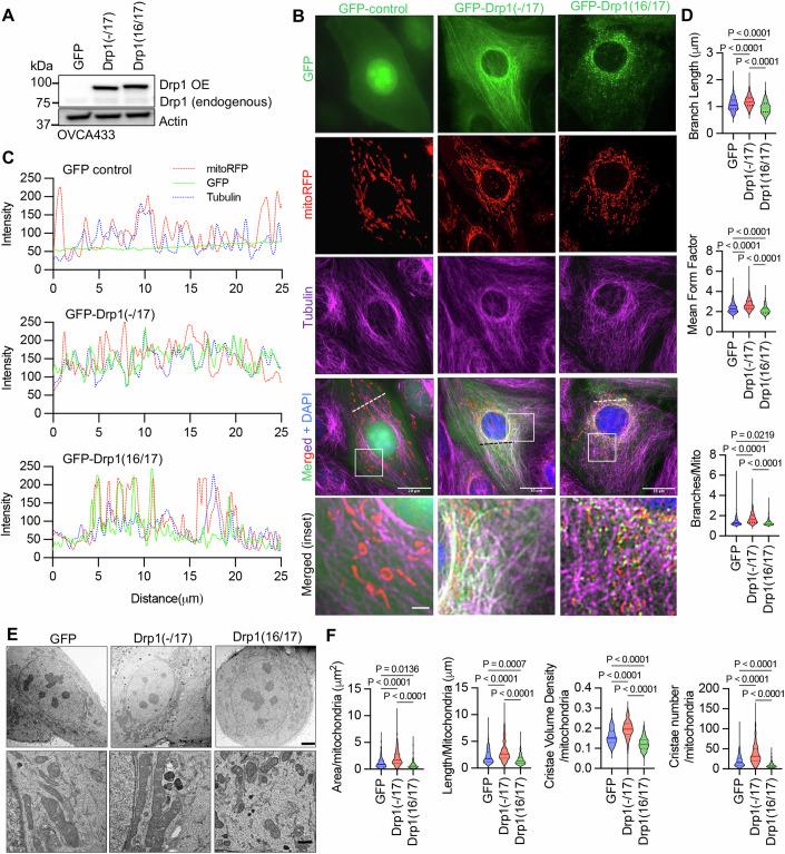 https://cdn.ncbi.nlm.nih.gov/pmc/blobs/94de/11467262/19e14b54f1fd/44319_2024_232_Fig3_HTML.jpg
