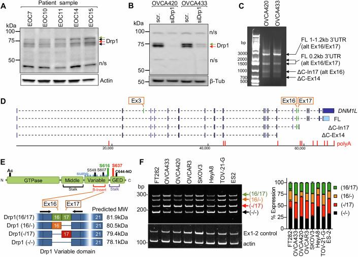 https://cdn.ncbi.nlm.nih.gov/pmc/blobs/94de/11467262/40b3fc30be7a/44319_2024_232_Fig1_HTML.jpg