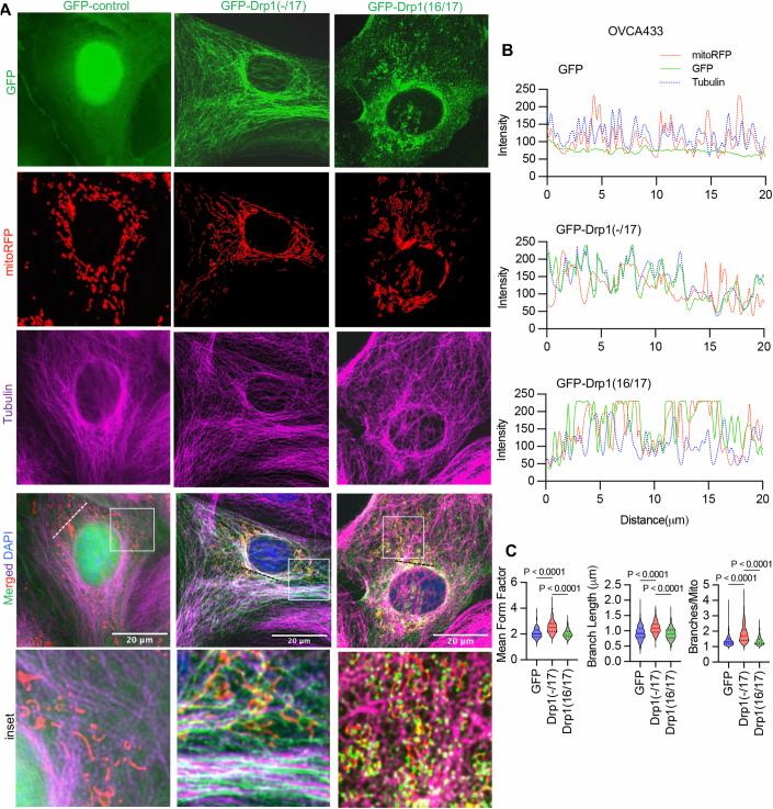 https://cdn.ncbi.nlm.nih.gov/pmc/blobs/94de/11467262/6a1735dfeb82/44319_2024_232_Fig11_ESM.jpg