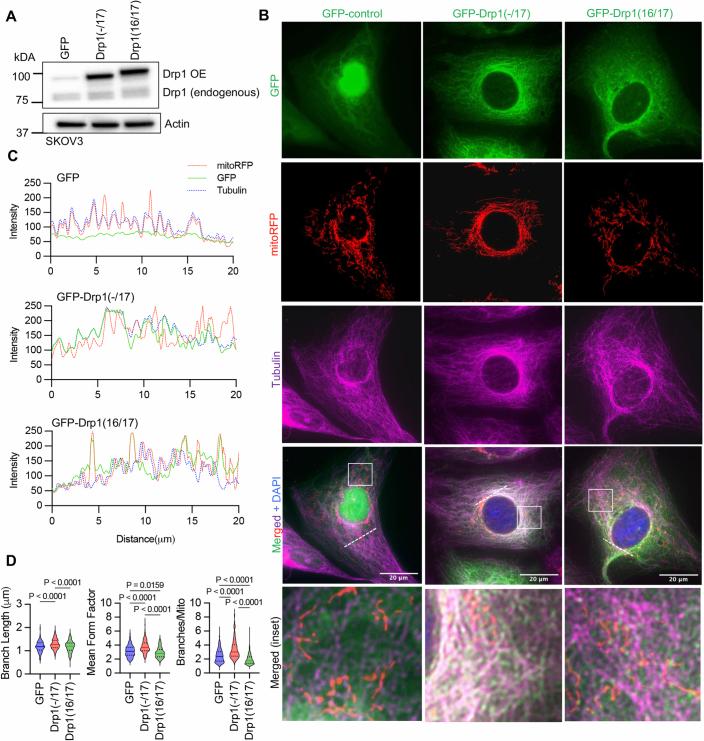 https://cdn.ncbi.nlm.nih.gov/pmc/blobs/94de/11467262/7f0ab8e487ef/44319_2024_232_Fig10_ESM.jpg
